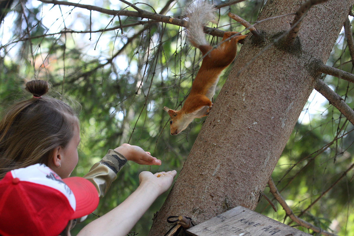 Сабинский район — лесное достояние республики